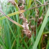 Carex atherodes -- Grannen Segge 